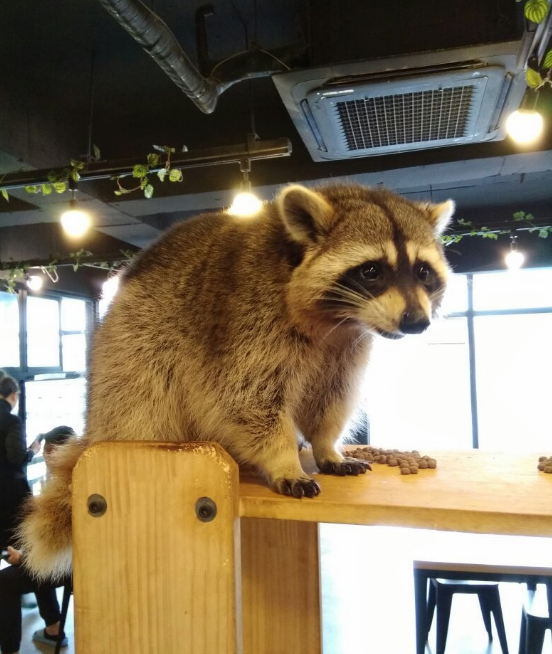 Maengkun Raccoon Cafe